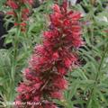 Echium amoenum